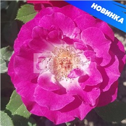 Роза канадская Торонто (выс 80 см, фиолет с розов оттенком) 1 шт Семена Алтая
